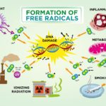 Read more about the article The Truth: What are Antioxidants & Free Radicals?